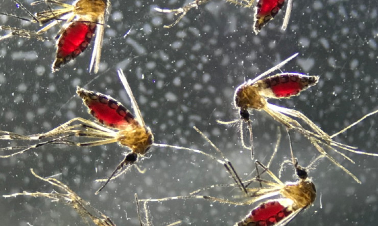 Aedes aegypti mosquitoes after a blood meal