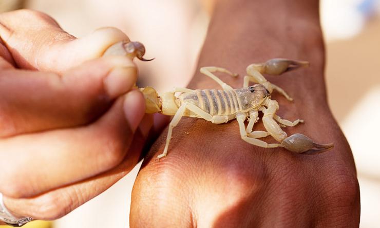 Scorpion on hand
