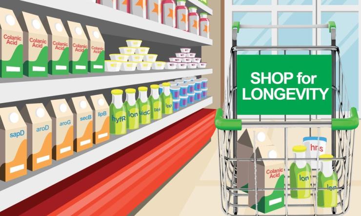 Slowing down the aging process might be possible one day with supplements derived from gut bacteria.