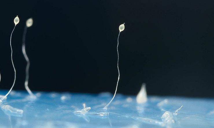 Fruiting bodies of the social amoeba, dictyostelium discoideum.