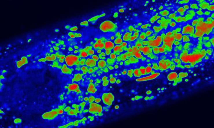 Lipids in C. elegans