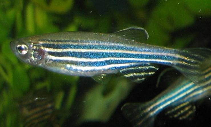 zebrafish