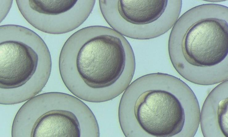 Gastrulation-staged zebrafish embryos